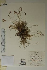 Tillandsia recurvata image