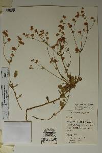 Eriogonum abertianum var. cyclosepalum image