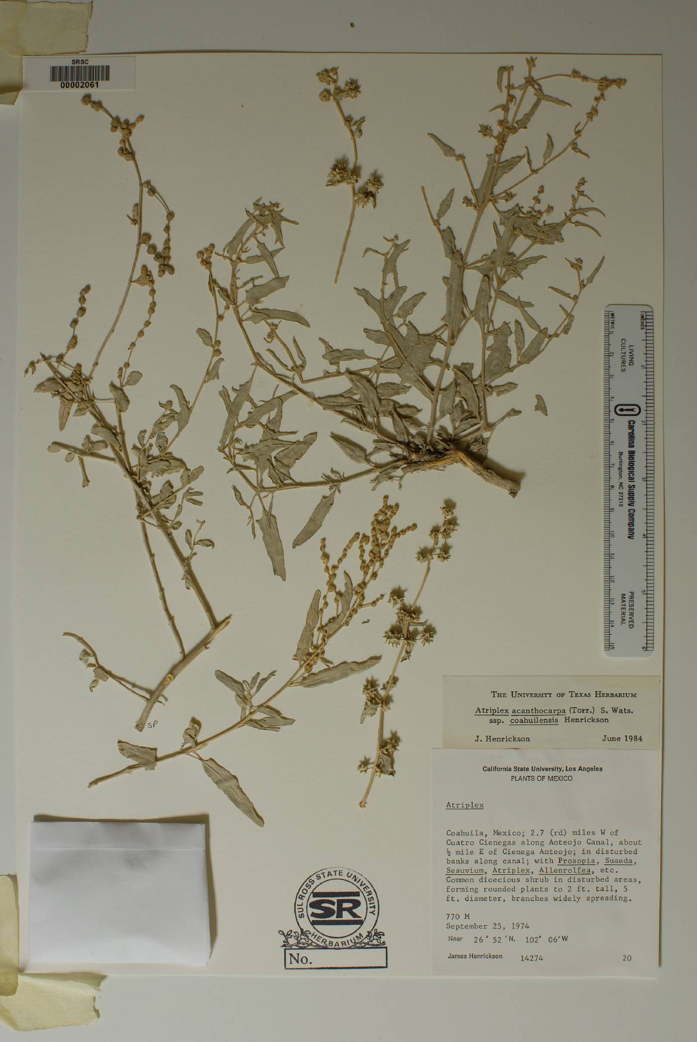 Atriplex acanthocarpa subsp. coahuilensis image