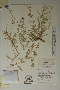 Atriplex acanthocarpa subsp. coahuilensis image