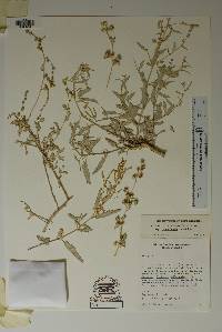 Atriplex acanthocarpa image