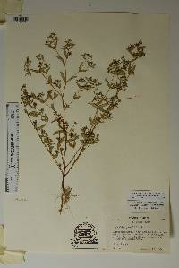 Chamaesyce hyssopifolia image