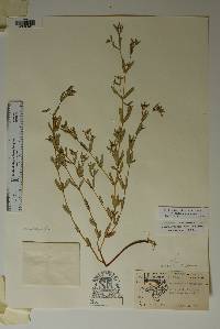 Chamaesyce hyssopifolia image