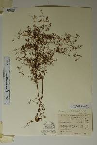 Chamaesyce hyssopifolia image