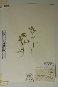 Chamaesyce hyssopifolia image