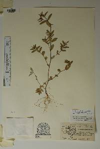 Chamaesyce hyssopifolia image