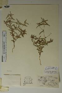 Chamaesyce hyssopifolia image