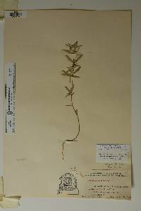 Chamaesyce hyssopifolia image
