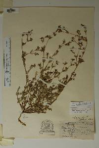 Chamaesyce hyssopifolia image