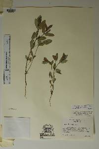 Chamaesyce hyssopifolia image