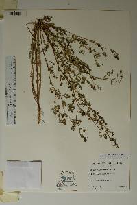 Chamaesyce hyssopifolia image