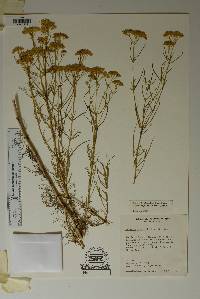 Flaveria oppositifolia image