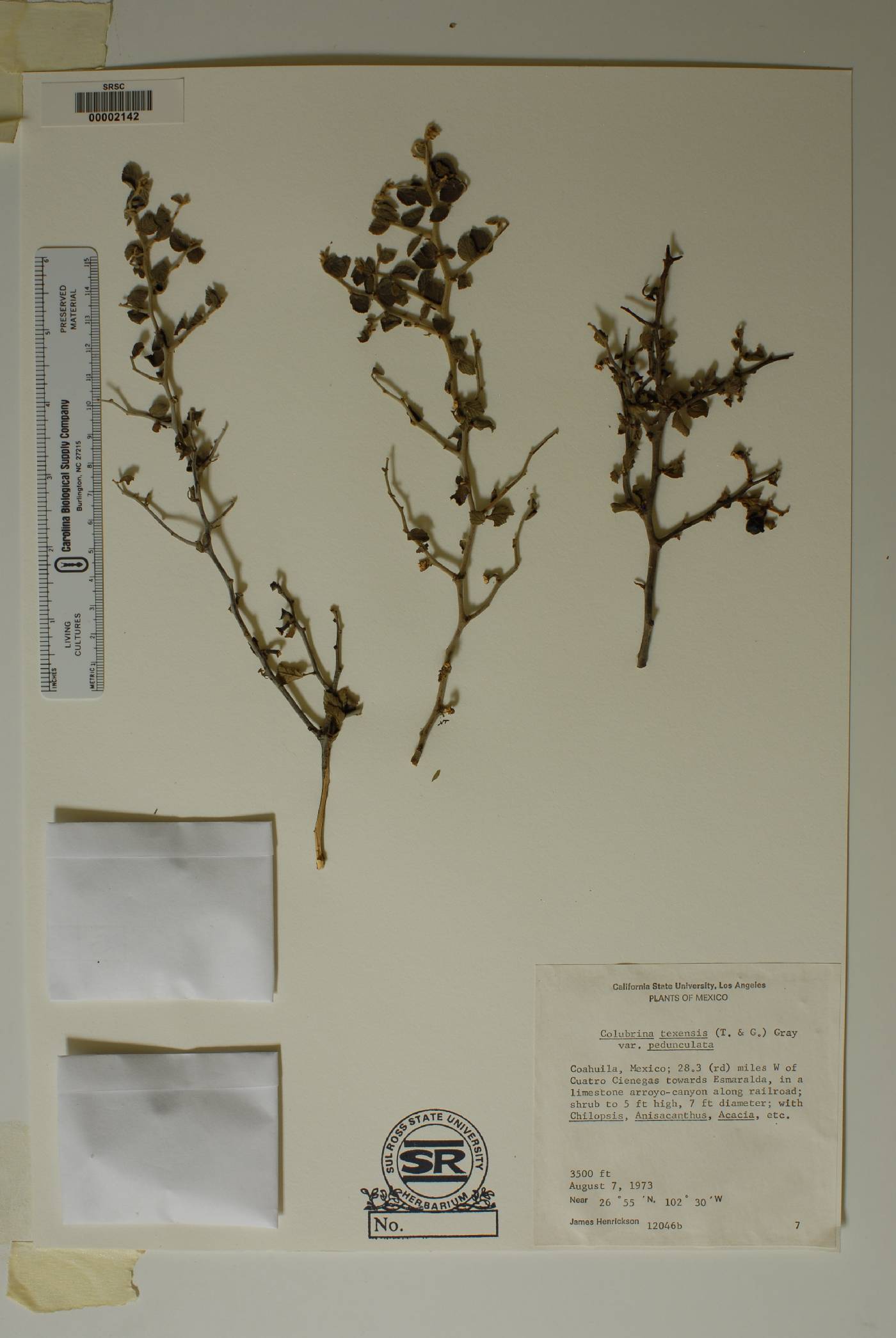 Colubrina texensis var. pedunculata image