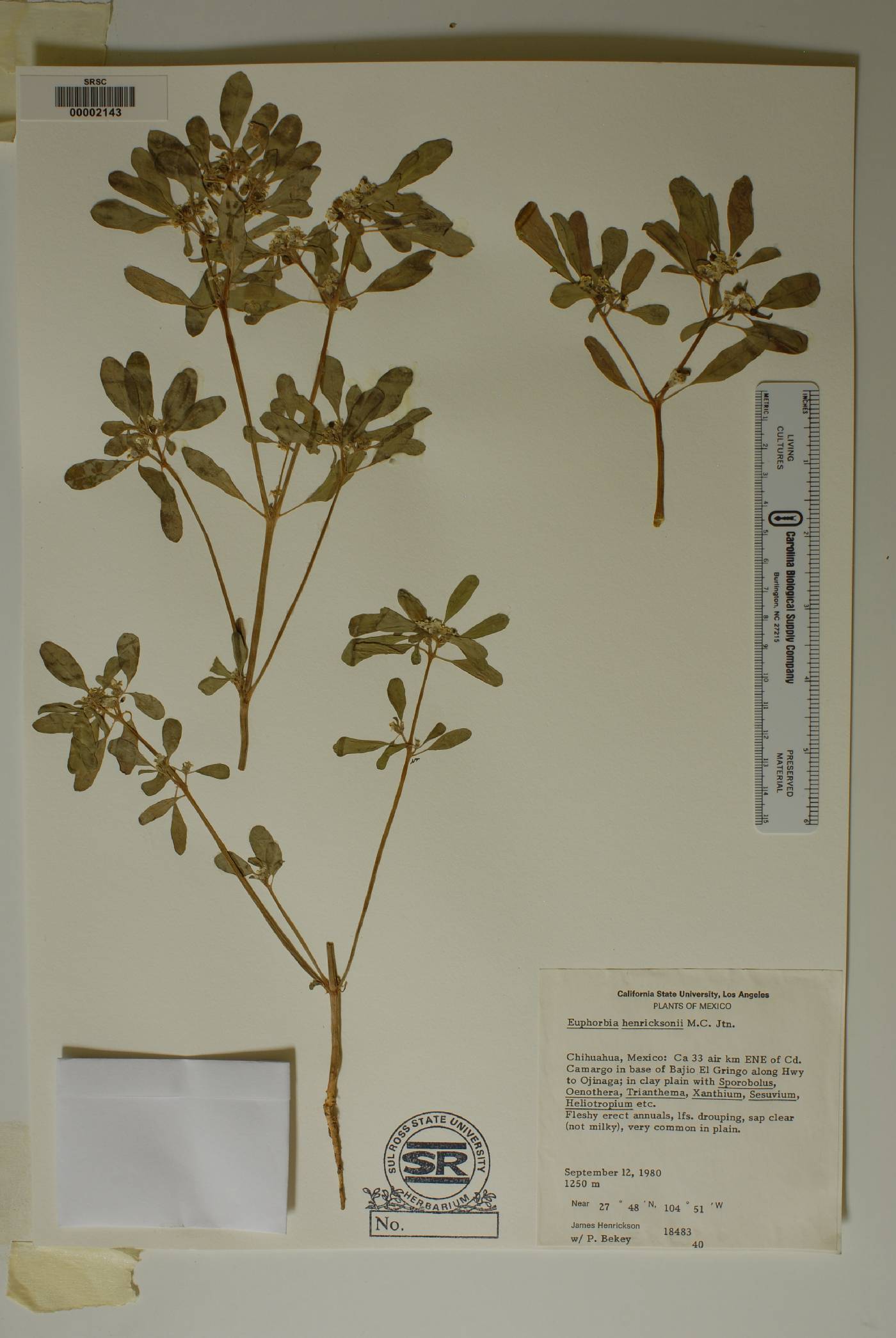 Euphorbia henricksonii image