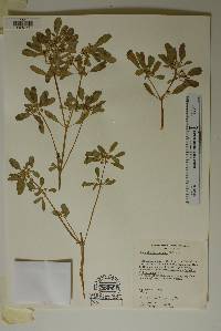 Euphorbia henricksonii image