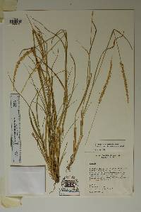 Setaria leucopila image