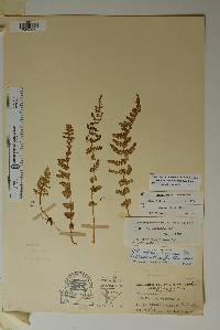 Woodsia neomexicana image