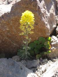 Draba aureola image