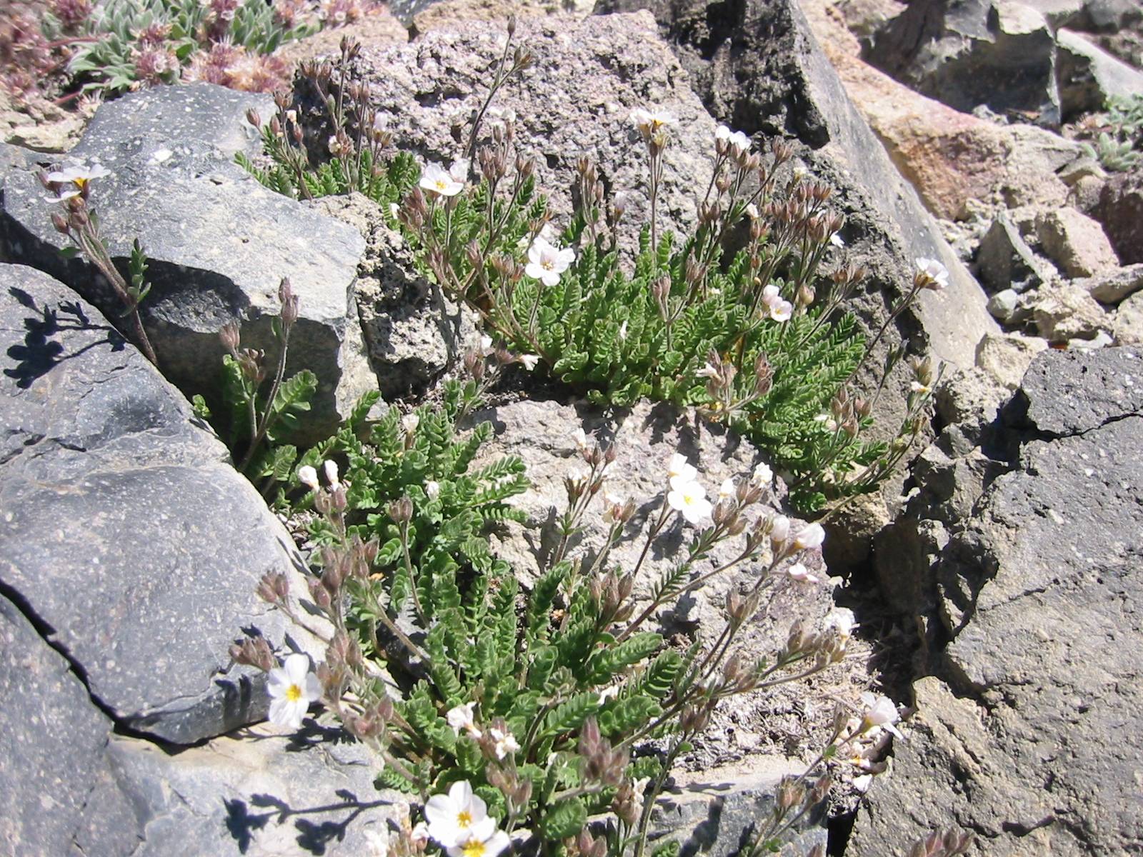 Polemonium pulcherrimum var. pilosum image