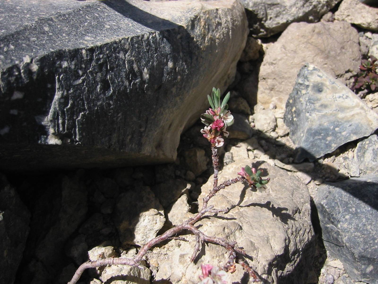 Polygonum shastense image