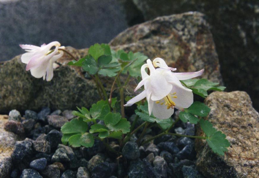 Aquilegia laramiensis image