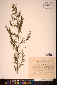 Image of Artemisia macilenta