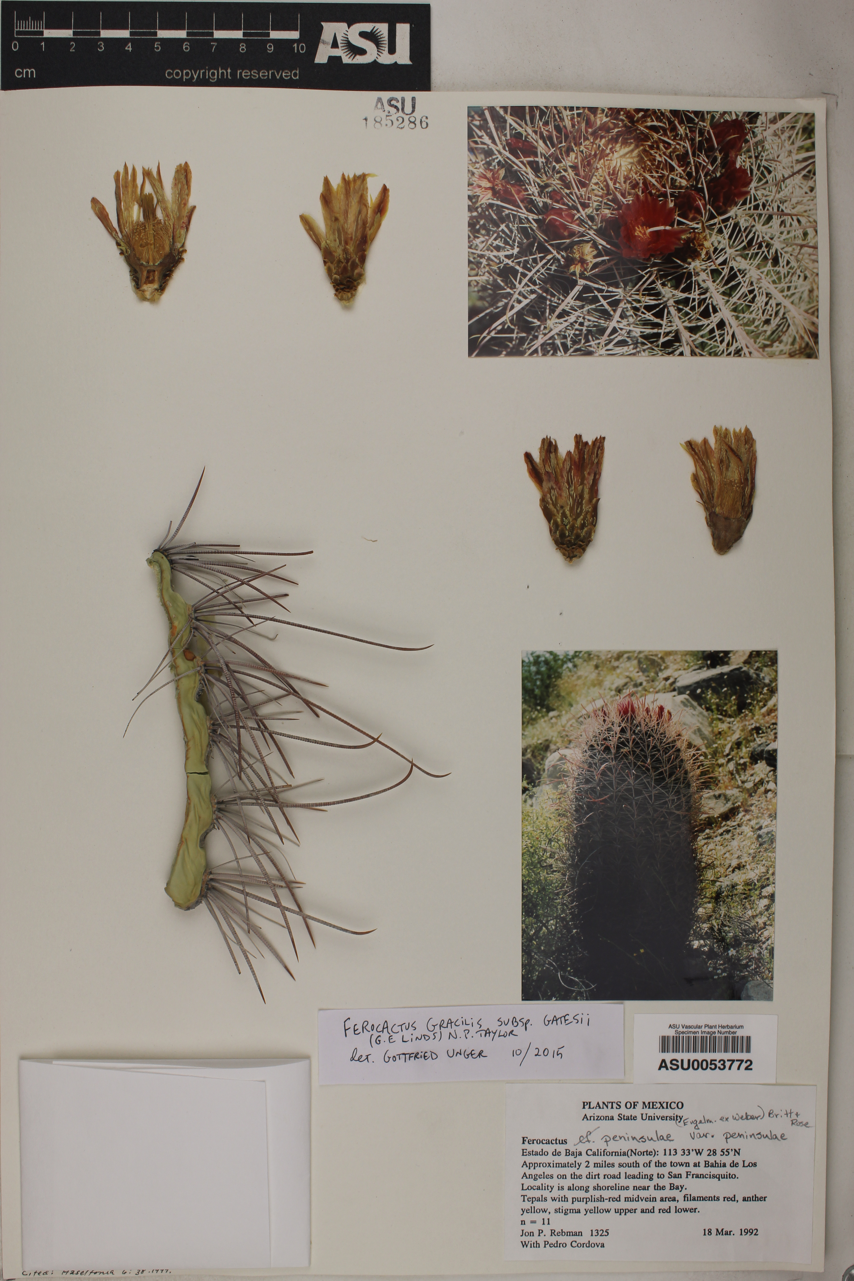 Ferocactus gracilis subsp. gatesii image