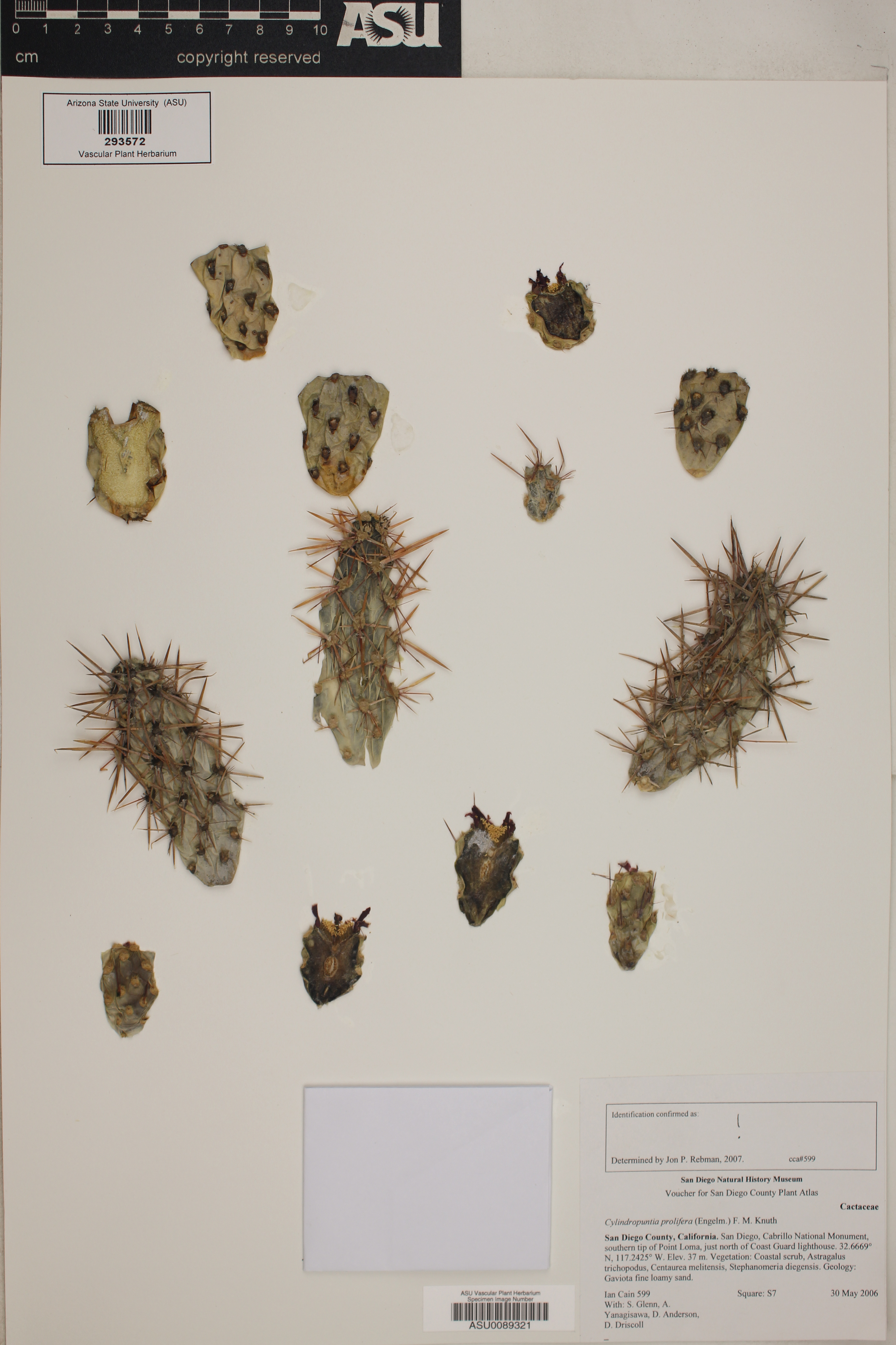 Cylindropuntia prolifera image