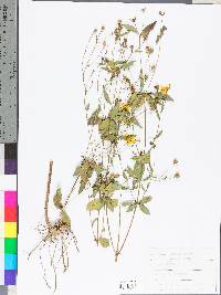 Coreopsis major image