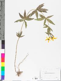 Coreopsis major image