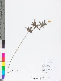 Coreopsis major image