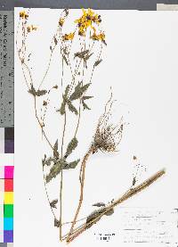 Coreopsis major image