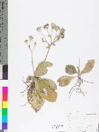 Elephantopus tomentosus image