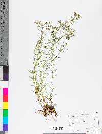 Eupatorium hyssopifolium image