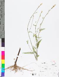 Lactuca sativa image