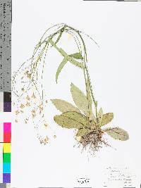 Hieracium venosum image