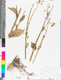 Sonchus oleraceus image