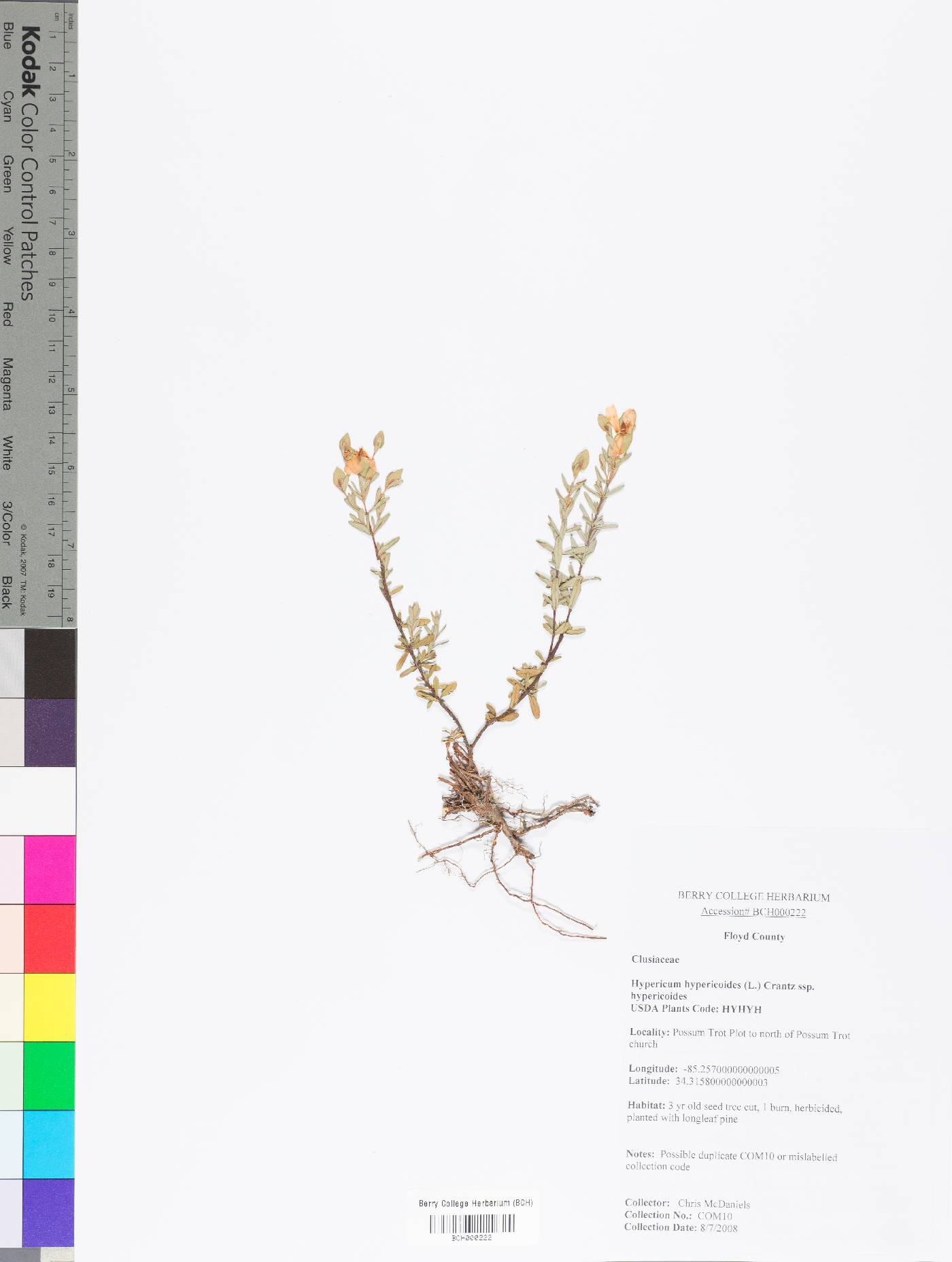 Hypericum hypericoides subsp. hypericoides image