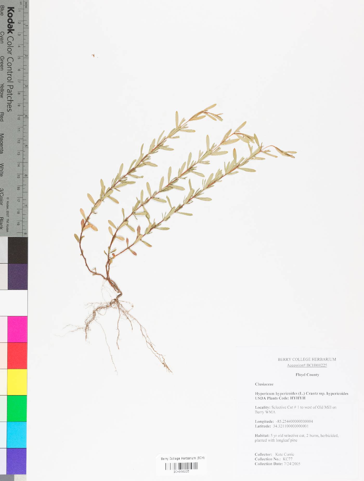 Hypericum hypericoides subsp. hypericoides image