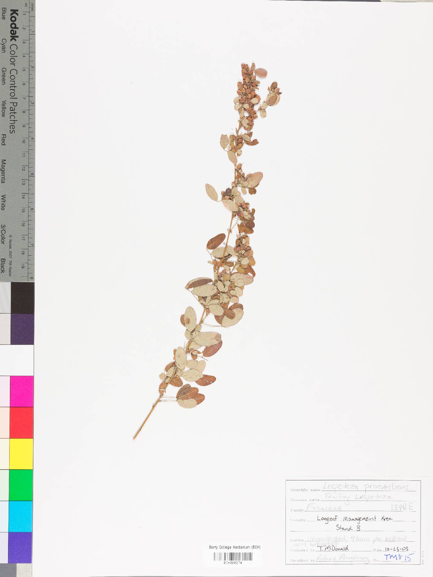 Lespedeza procumbens var. elliptica image