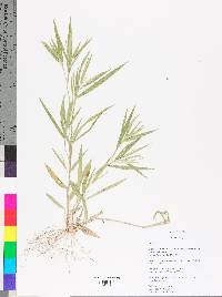 Dichanthelium villosissimum var. villosissimum image