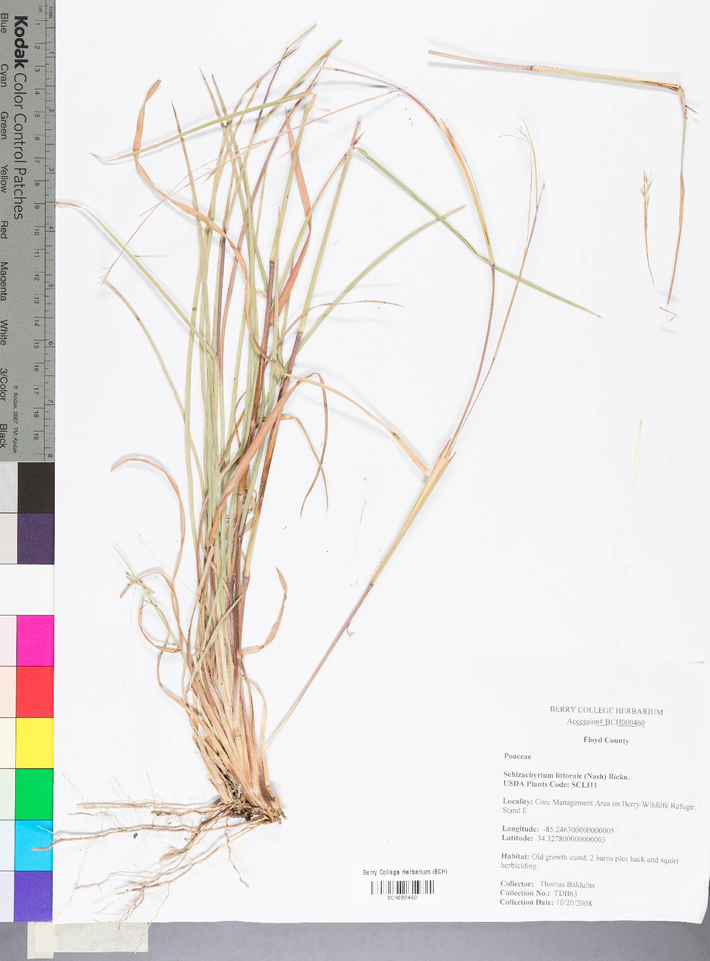 Schizachyrium littorale image