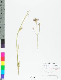 Verbena brasiliensis image