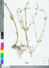 Verbena simplex image