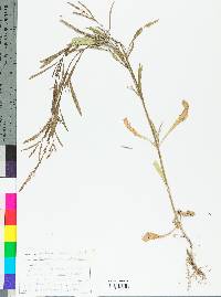 Verbena simplex image