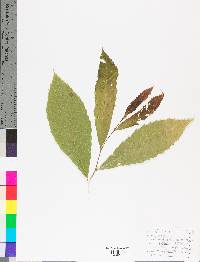 Castanea pumila var. ozarkensis image