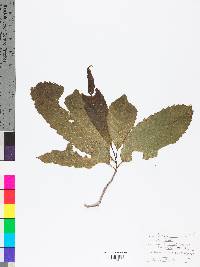 Castanea dentata image