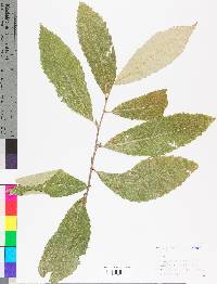 Castanea pumila var. pumila image