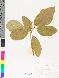 Image of Solanum accrescens