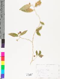 Solanum cordovense image